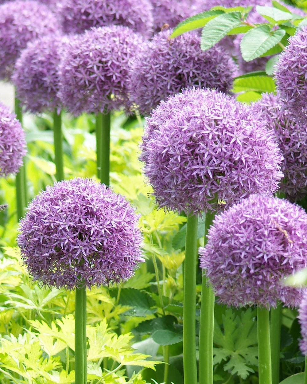 Globemaster Allium - 3 bulbs