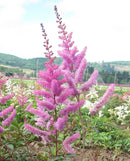 Amethyst Astilbe - 3 root divisions