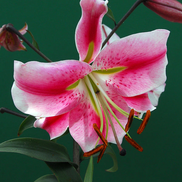 Anastasia Orienpet Lily - 5 bulbs