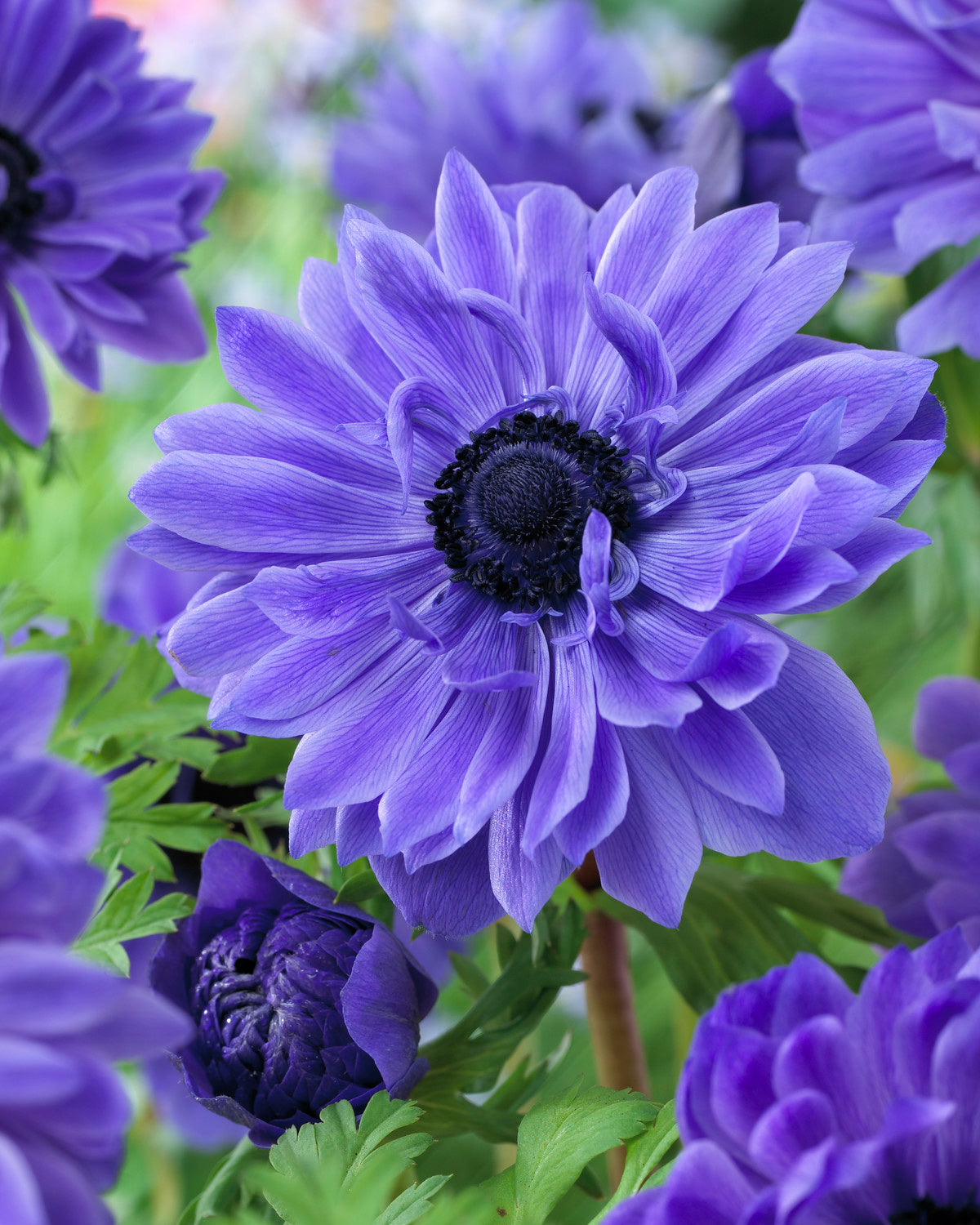 Lord Lieutenant Anemone Coronaria - 25 bulbs