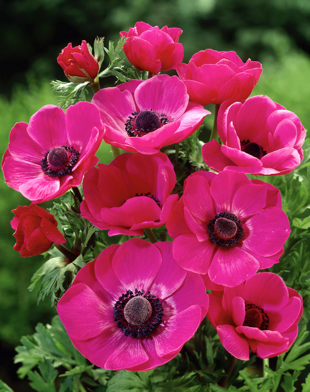 Sylphide Anemone de Caen - 25 bulbs