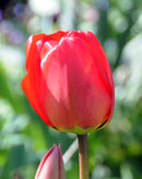 apeldoorn-darwin-hybrid-tulip-10-bulbs