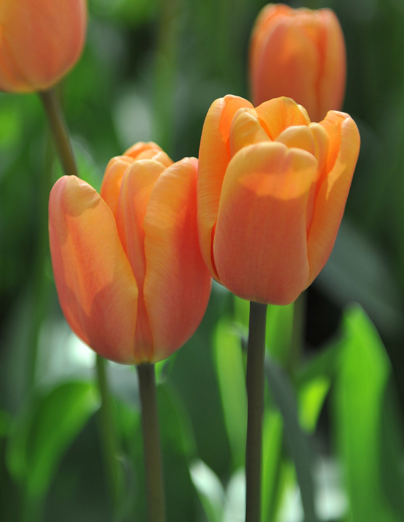 Apricot Foxx Triumph Tulip - 10 bulbs