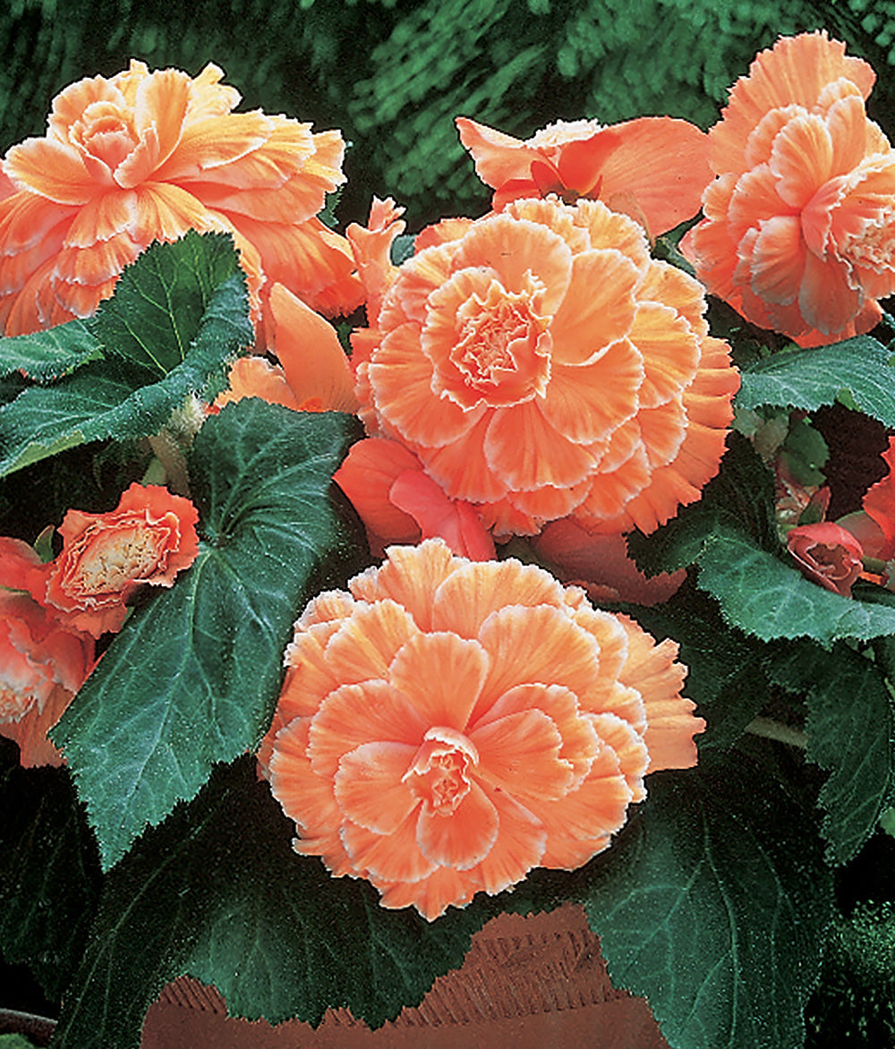 Apricot Picotee Lace Begonia - 3 tubers