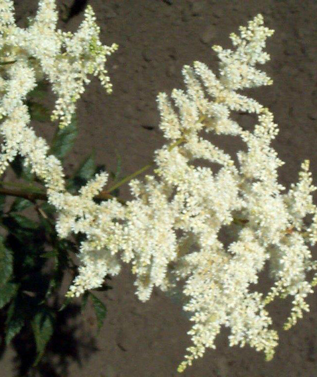 Bridal Veil Tall Astilbe - 3 root divisions