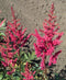 Granaat Tall Astilbe - 3 root divisions