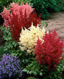 Mixed Short Astilbe - 9 root divisions