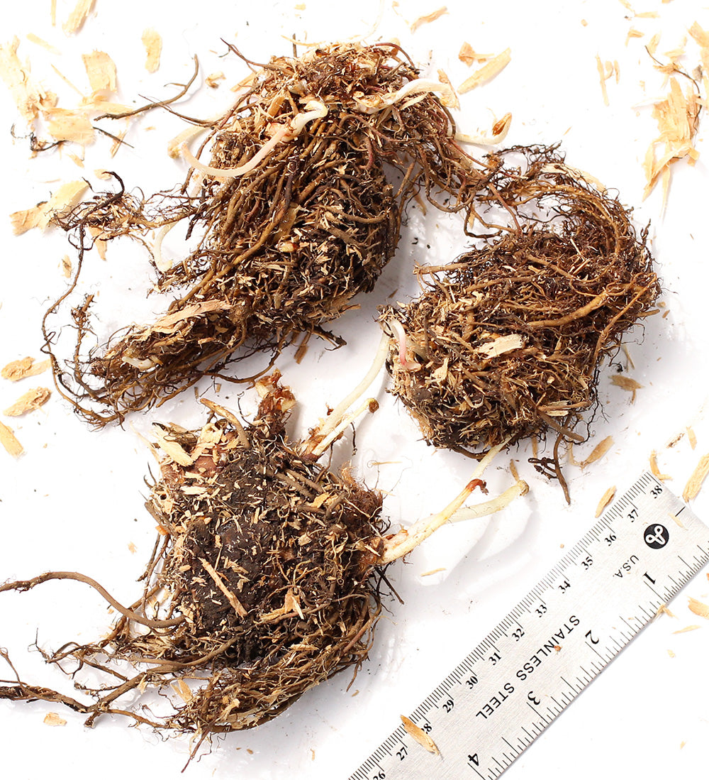 Peach Blossom Astilbe - 3 root divisions