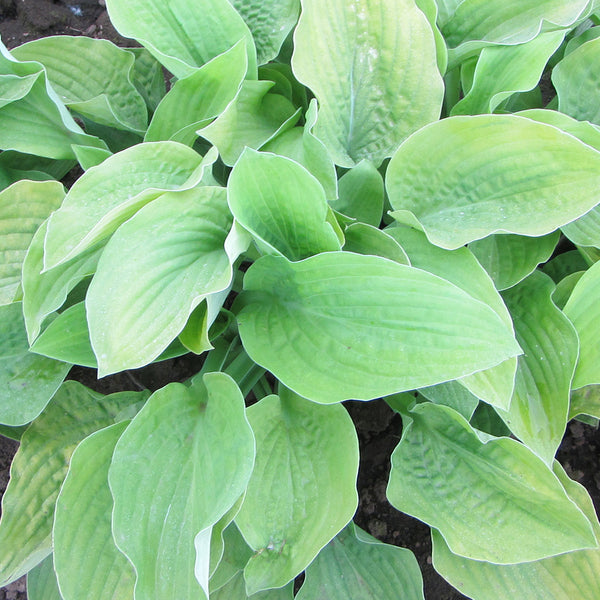 August Moon Hosta