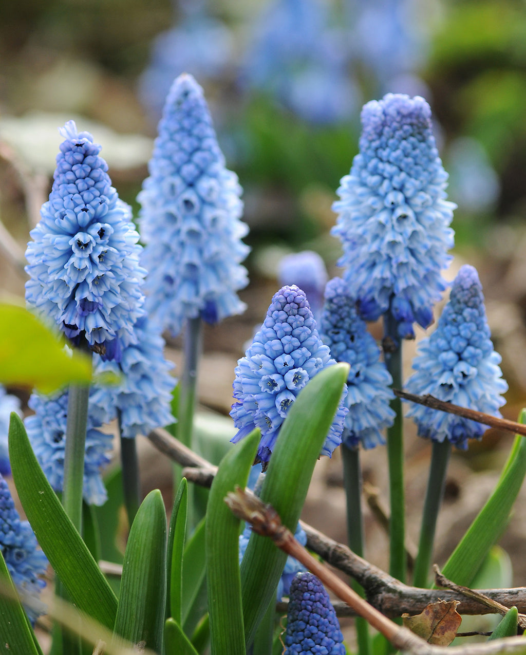 Azureuma Azureum Muscari - 10 bulbs