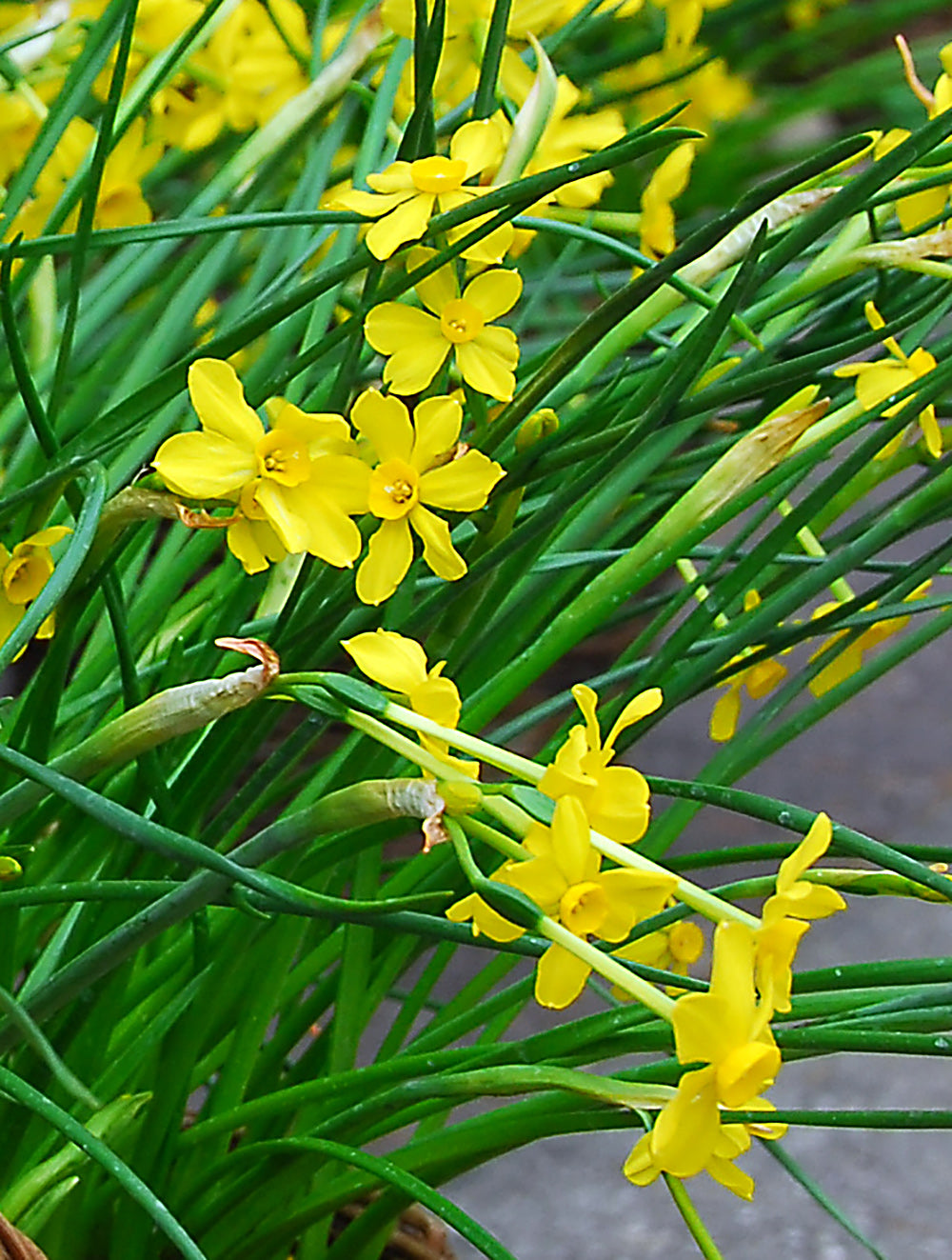 Baby Moon Jonquilla Daffodil - 10 bulbs