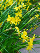 Baby Moon Jonquilla Daffodil - 10 bulbs