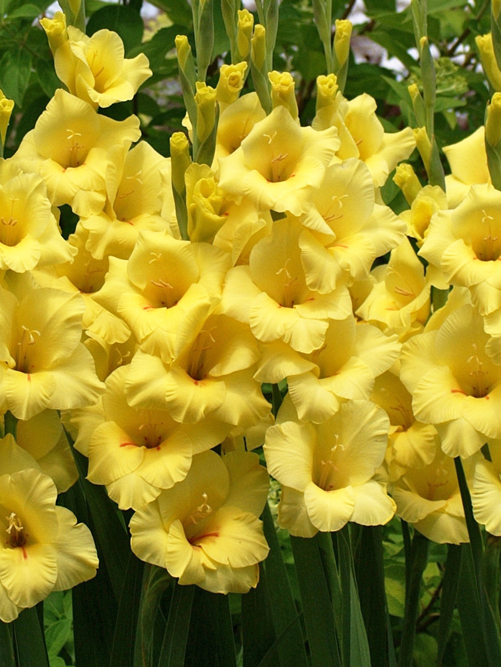 Bananarama® Gladiolus - 5 bulbs