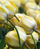 Beauty of Apeldoorn Darwin Hybrid Tulip - 10 bulbs
