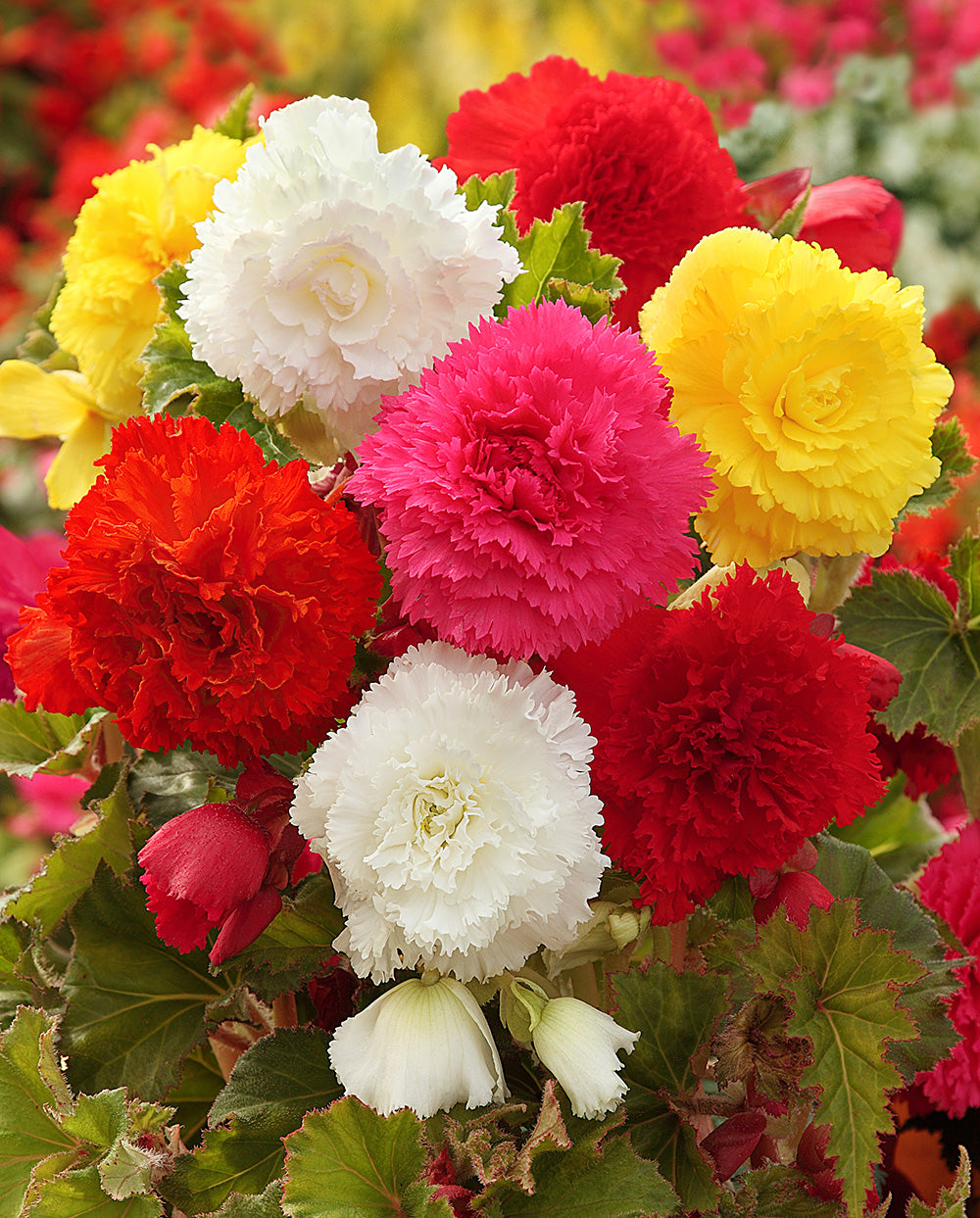 Mixed Fimbriated Begonias - 9 tubers