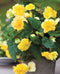 Yellow Multiflora Begonia - 3 tubers