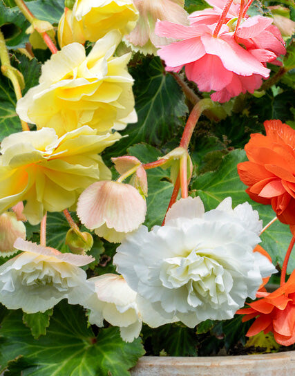 Mixed Pendula Begonias - 9 tubers