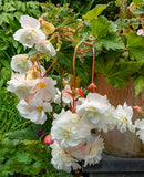 White Pendula Begonia - 3 tubers
