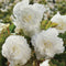 White Ruffled Begonia - 3 tubers