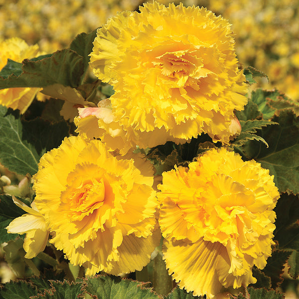 Yellow Ruffled Begonia - 3 tubers