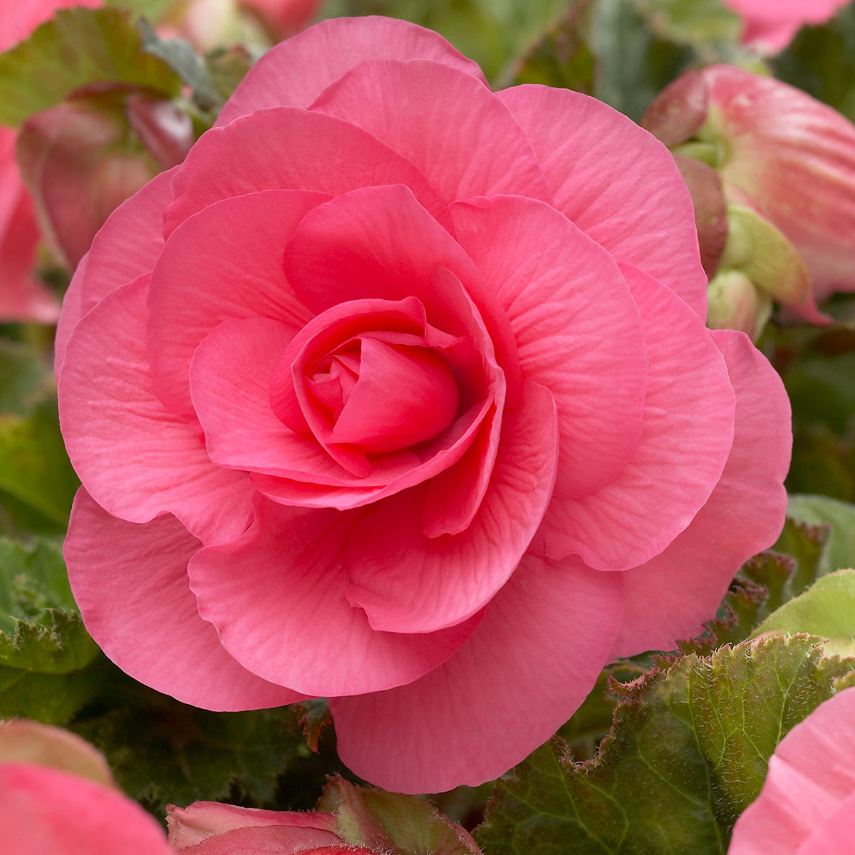 Pink Double Begonia - 3 tubers