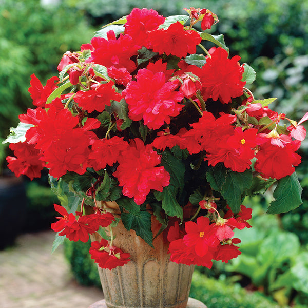 Red Hanging Basket Begonia - 3 tubers