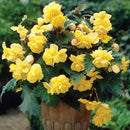 Yellow Hanging Basket Begonia - 3 tubers