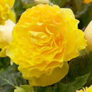 Yellow Double Begonia - 3 tubers