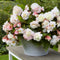 Pink and White Fragrant Hanging Basket Begonia - 3 tubers