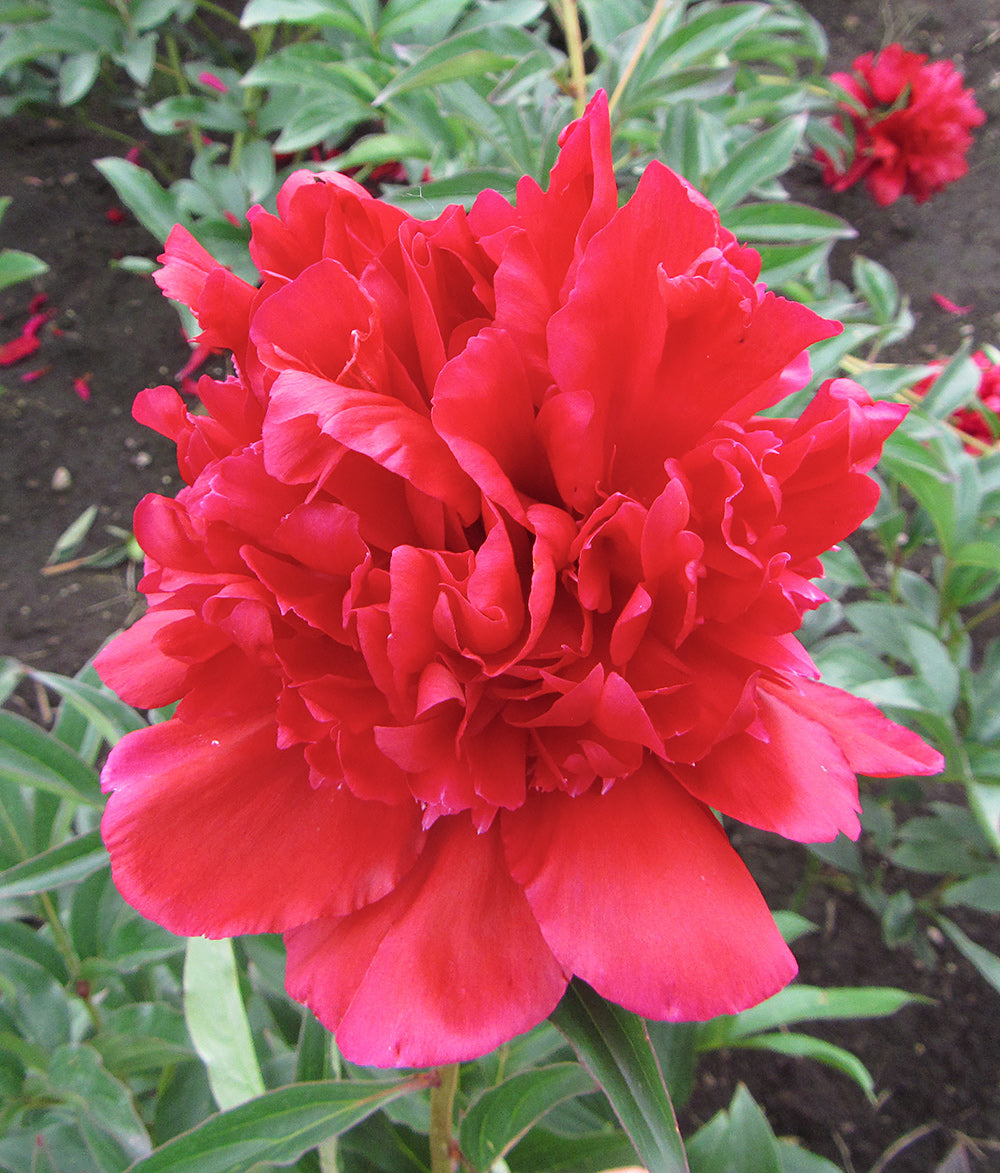 Benjamin Franklin Peony - 1 root division