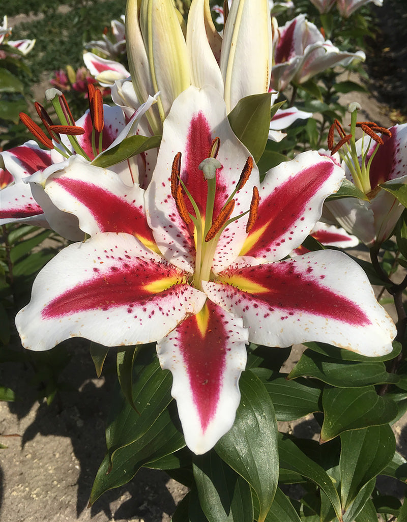 Big Smile Oriental Lily - 5 bulbs