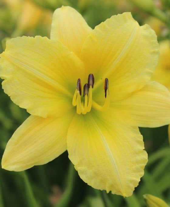 Big Time Happy Reblooming Daylily - 3 Root Divisions