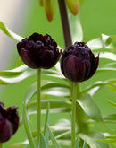 Black Hero Double Late Tulip - 10 bulbs