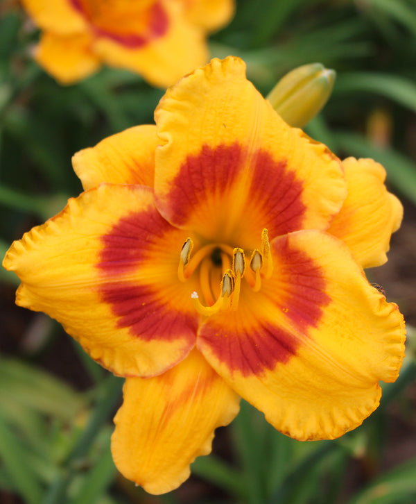 Blackberry Sherbert Daylily - 3 root divisions