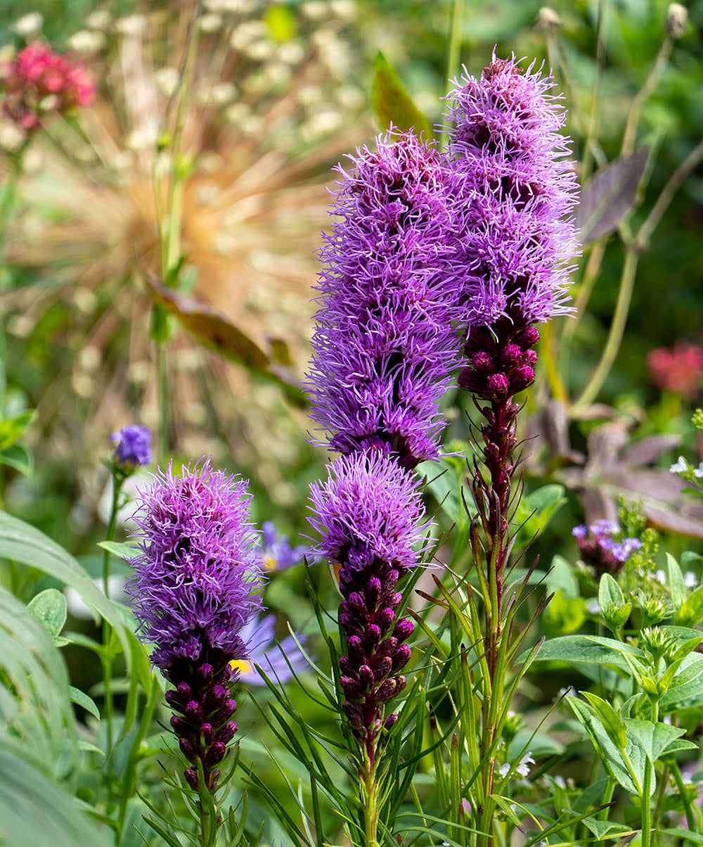 Blazing Spicata Liatris - 25 bulbs