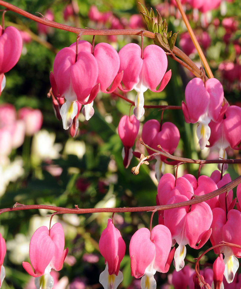 Bleeding Heart Dicentra spectabilis - 1 bare root division