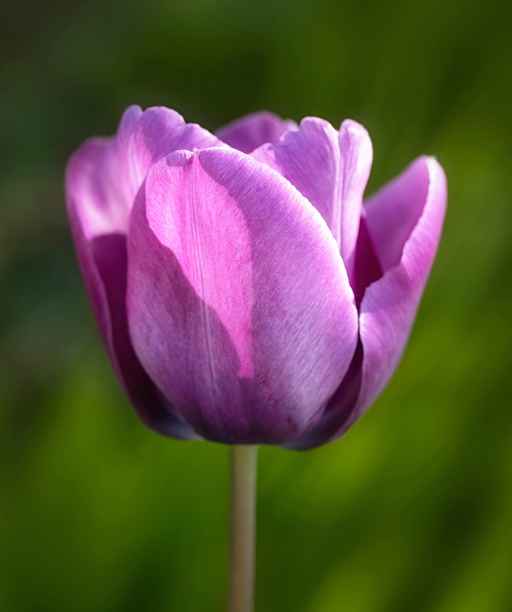 Bleu Aimable Single Late Tulip - 10 bulbs