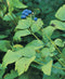 Blue Cohosh - 5 Root Divisions