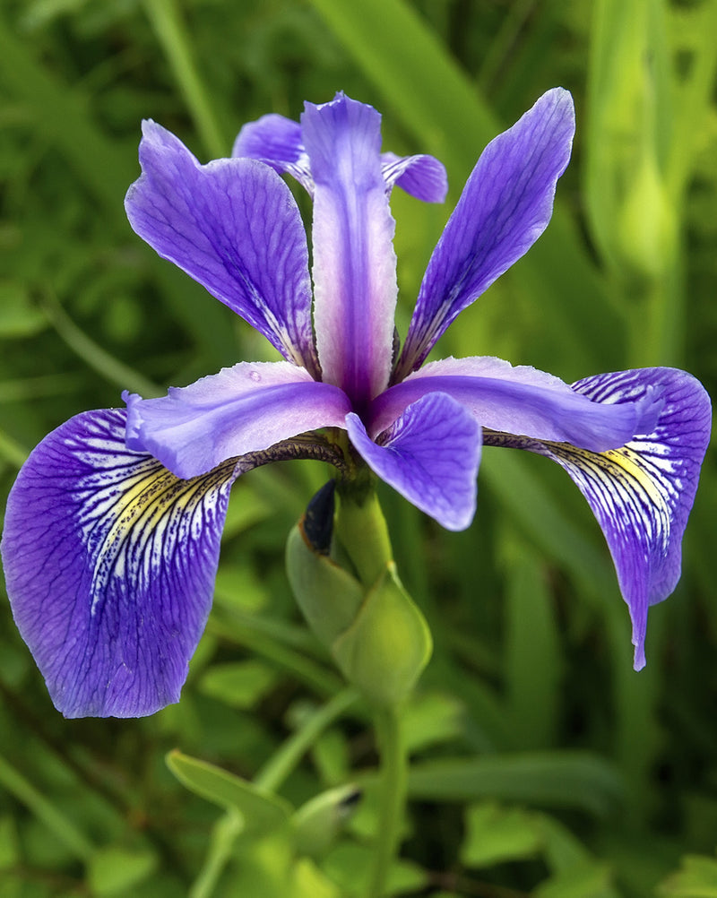 Blue Flag Compact Iris - 3 root divisions