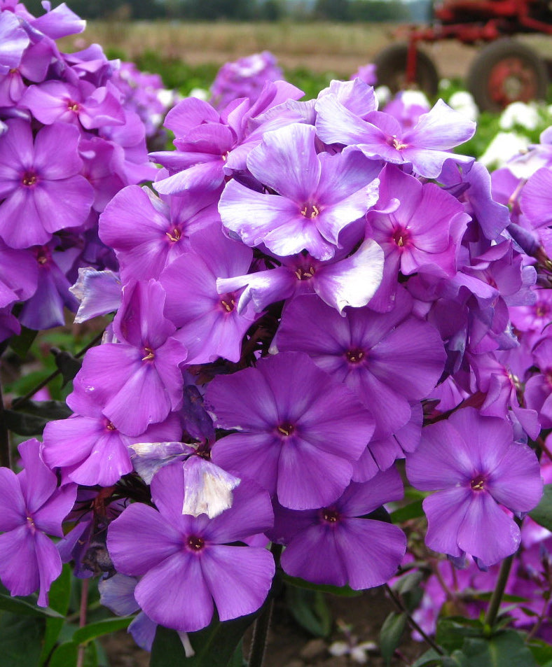 Blue Paradise Tall Summer Phlox - 3 root divisions