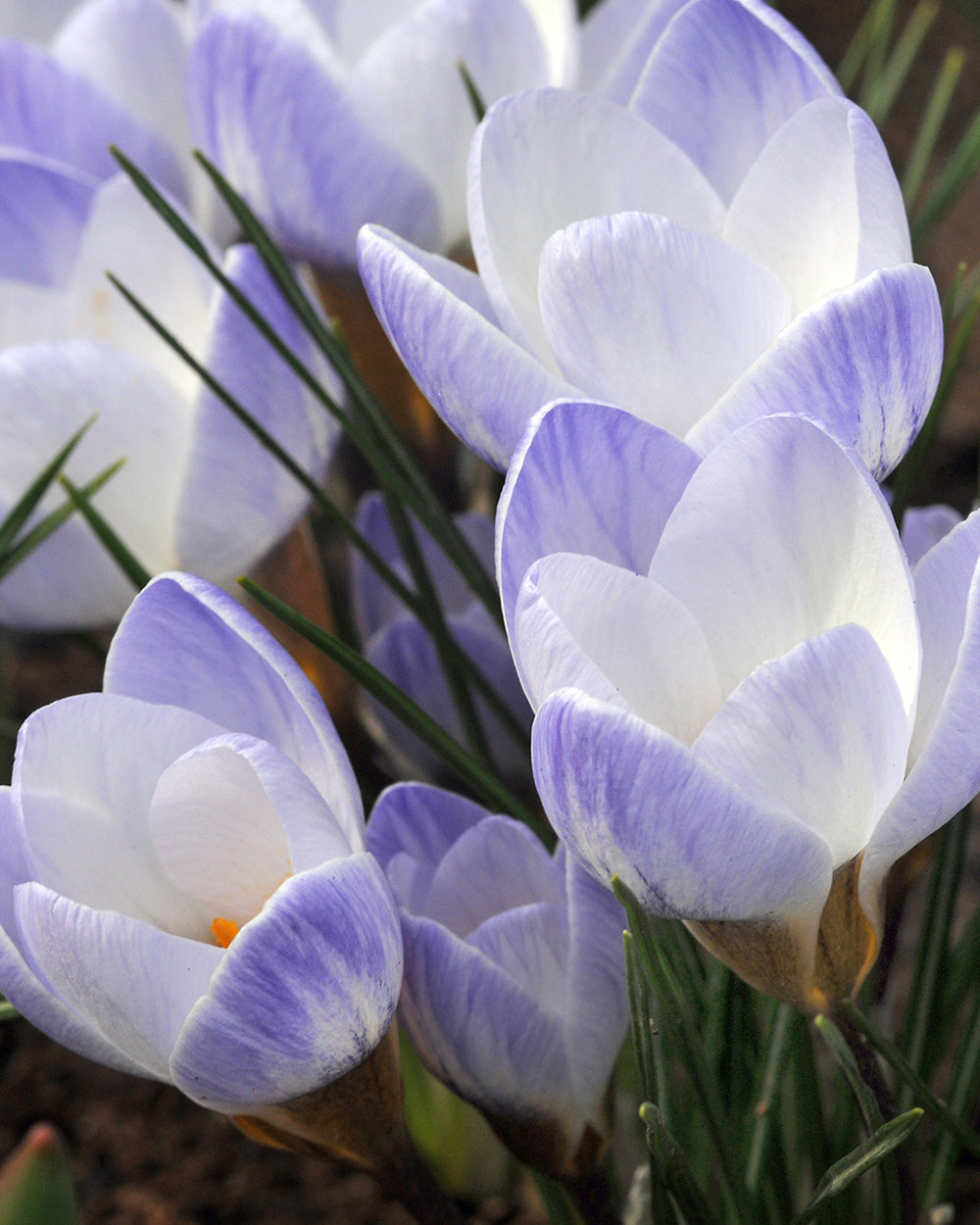 Blue Pearl Species Crocus - 10 bulbs