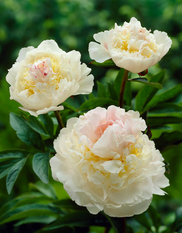 Blush Queen Peony - 1 root division