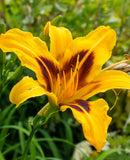 Bonanza Daylily - 3 root divisions