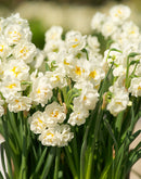 Bridal Crown Double Daffodil - 10 bulbs