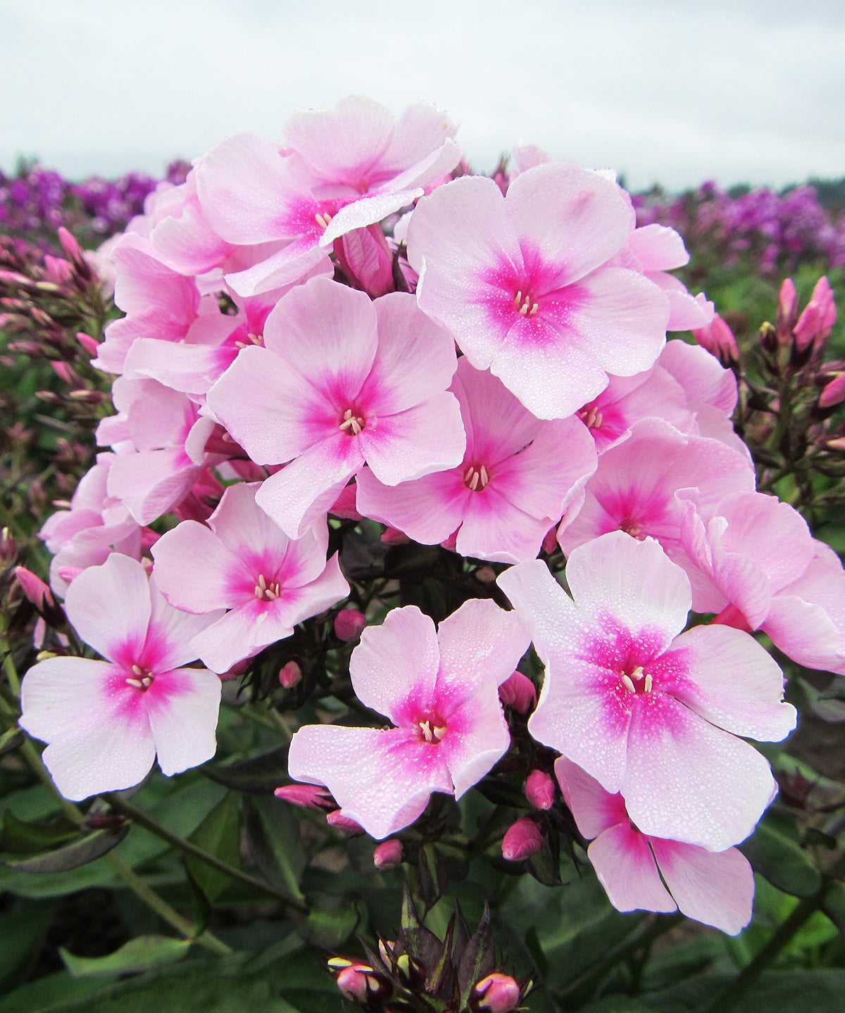 Bright Eyes Tall Summer Phlox - 3 root divisions