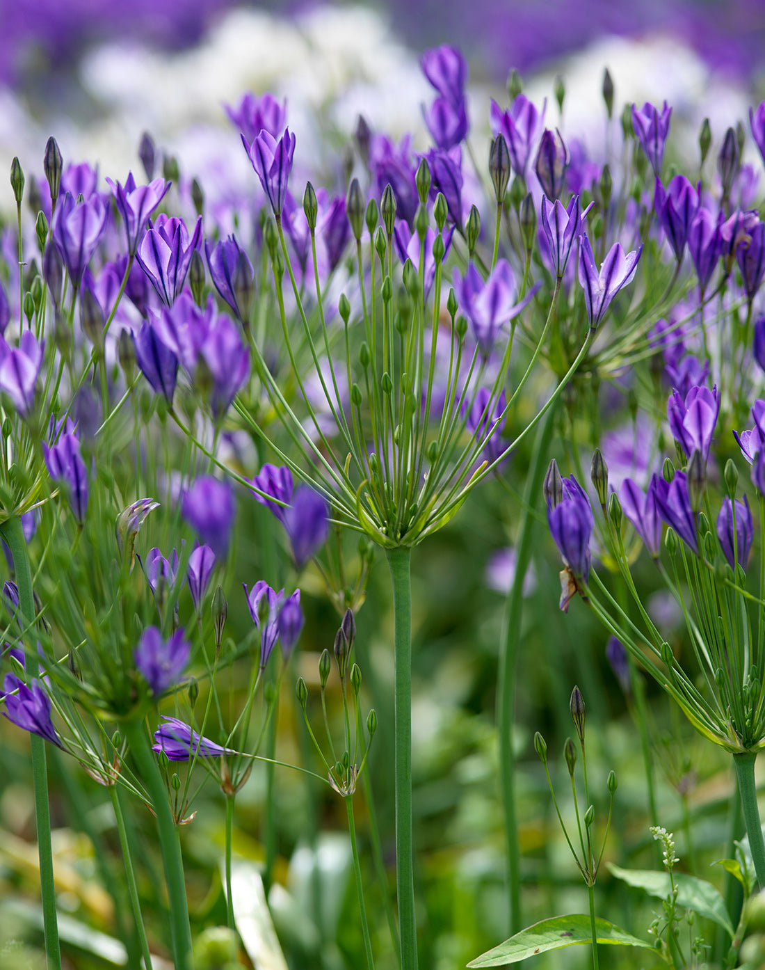 Queen Fabiola Brodiaea - 25 bulbs