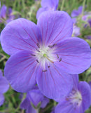 Brookside Geranium - 3 root divisions