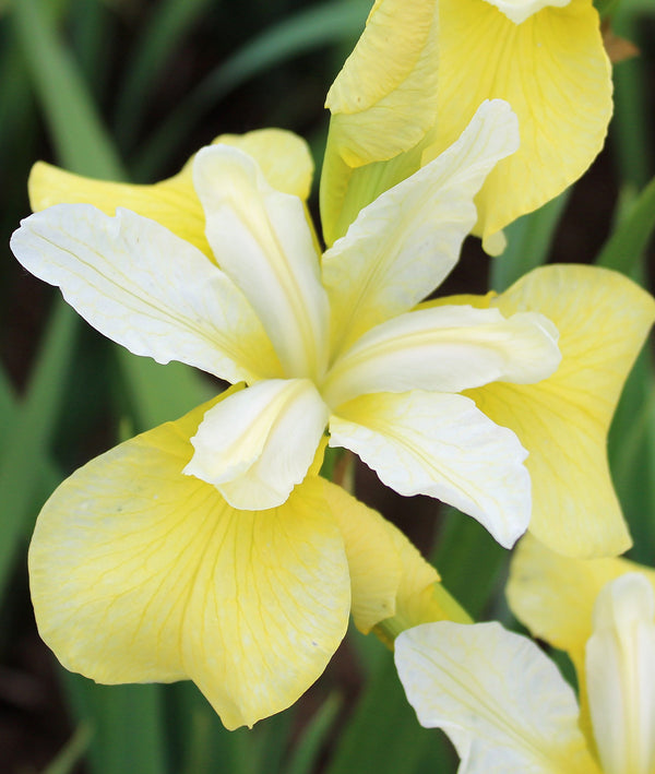 Butter and Sugar Siberian Iris - 3 root divisions