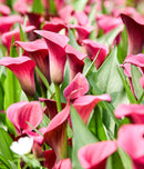 Allure Calla Lily - 3 tubers