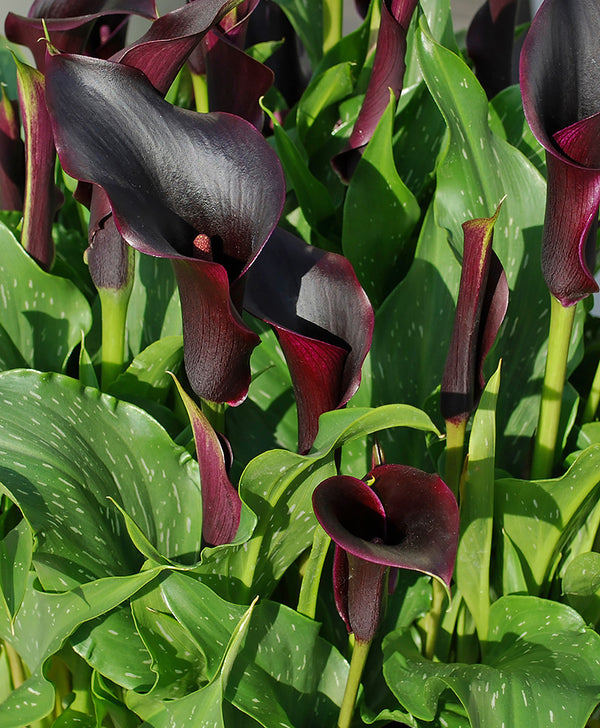 Black Forest Calla Lily - 3 tubers